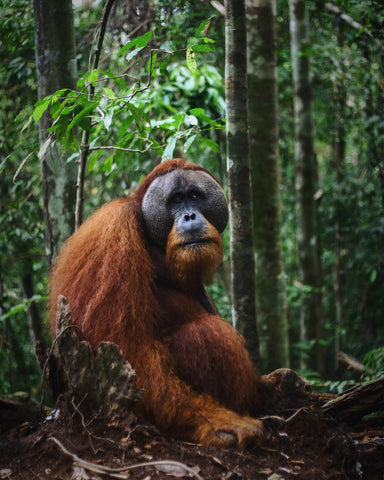 An orangutan sitting in a lush forest