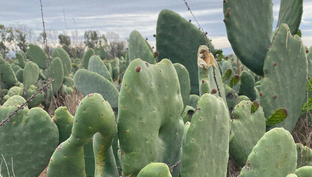 Closeup image of Nopal cactus used to make Desserto cactus leather