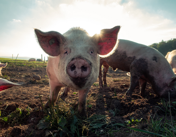 Beautiful pigs in the dirt, looking happily at the camera