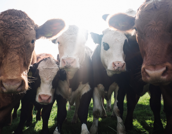 Five beautiful cows looking at the camera, with sunshine peeking through the pack