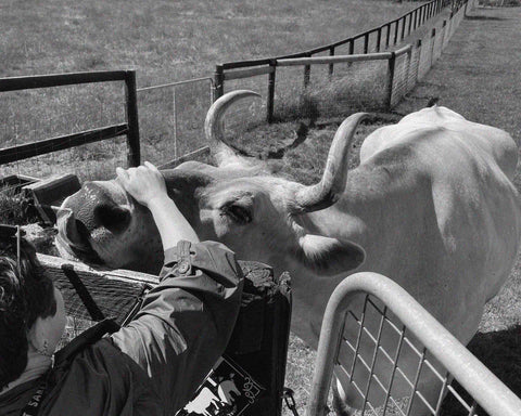 A black and white image of cows at Edgar's Mission Farm Sanctuary, with Cathryn's hand just visible giving them a head rub