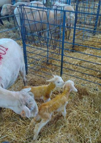 Lambs Wisconsin Sheep and Wool