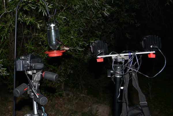 Bat recording with NightShot and IRLamp6