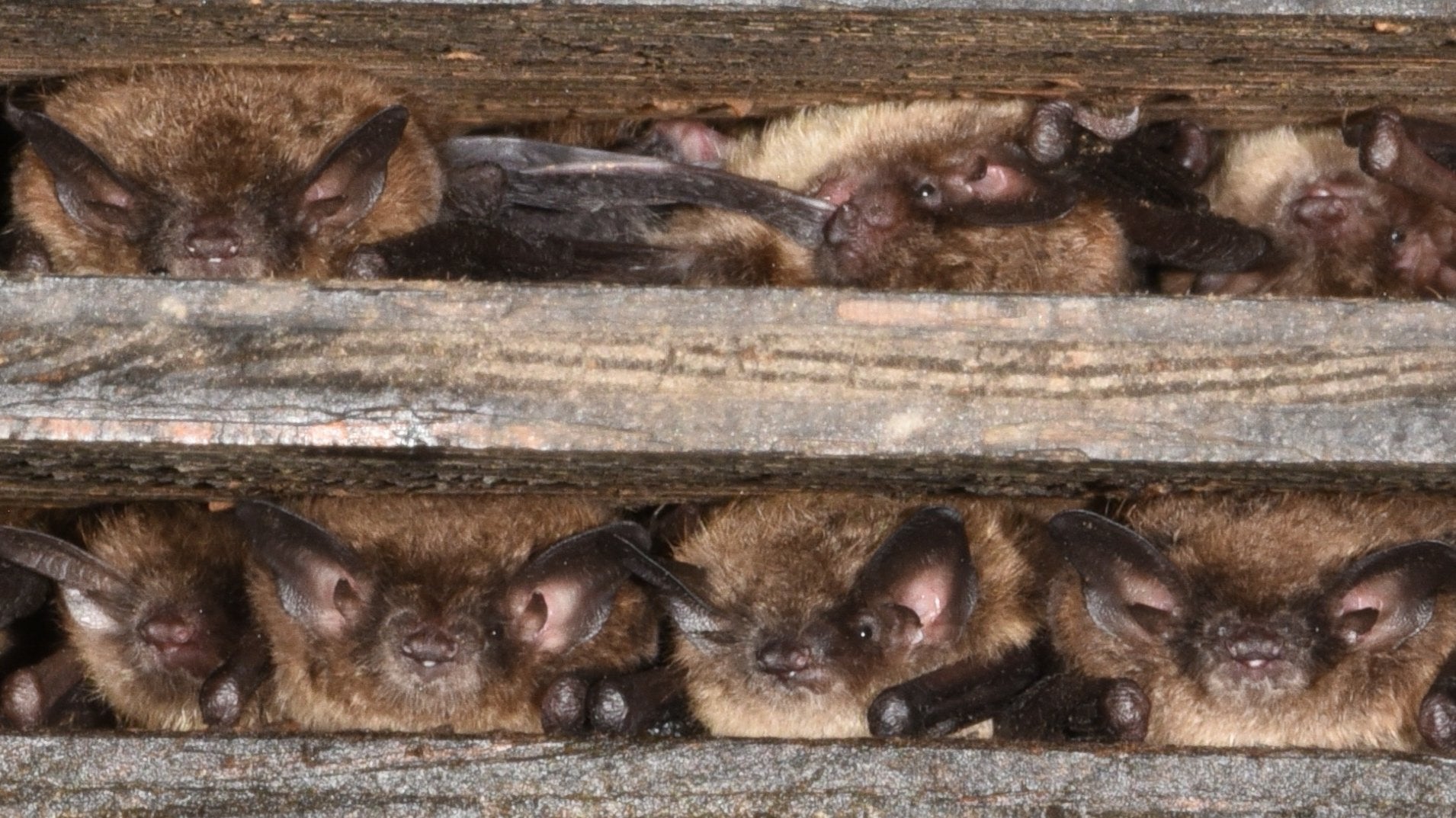 Bat Conservation and Management, Inc.
