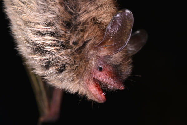 Northern Long-eared Bat - Kentucky Department of Fish & Wildlife