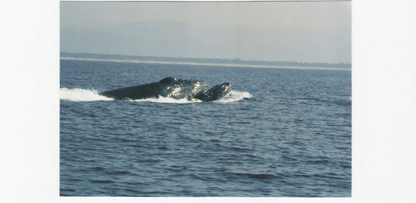 humpback whales sea of cortez mexico