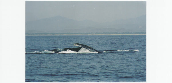 humpback whale sea of cortez