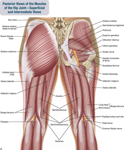 Buttock Muscles Anatomy Anatomy Drawing Diagram