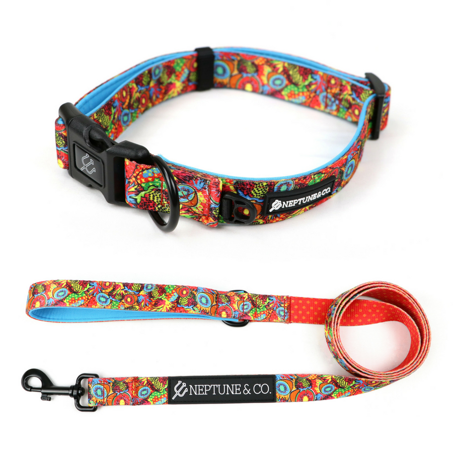 cheap dog collar and leash sets