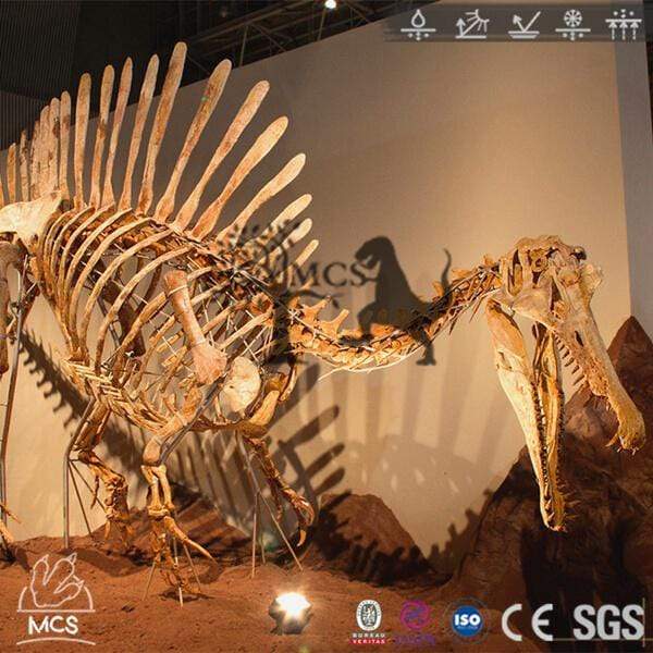 Dinosaur Spinosaurus Skeleton Fossil Replica Bone Skeleton-SKR022