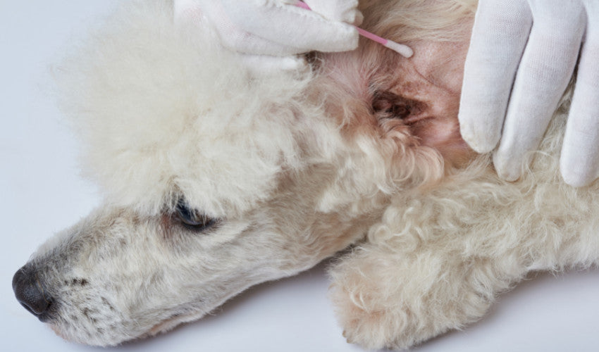 how to treat dog with yeast infection on skin