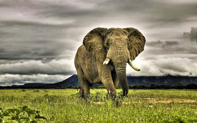 African Elephant Wallpapers (3)