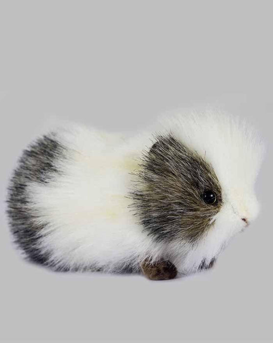 grey and white guinea pig