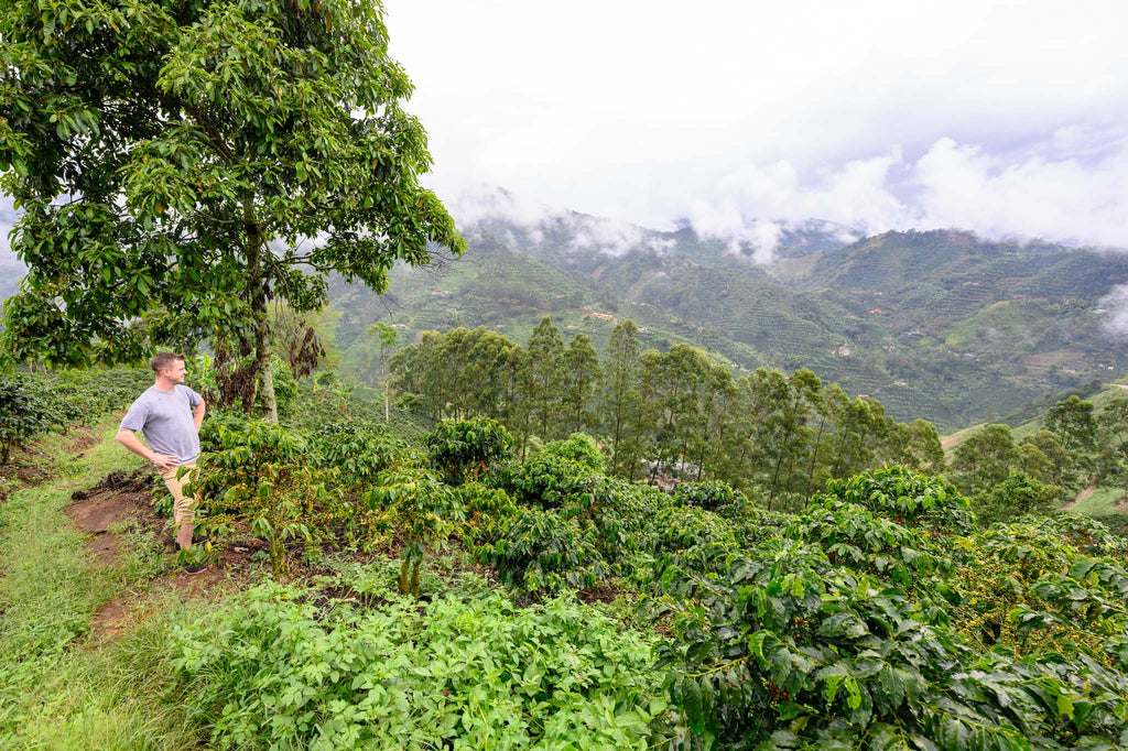 Turks Head Coffee In Colombia