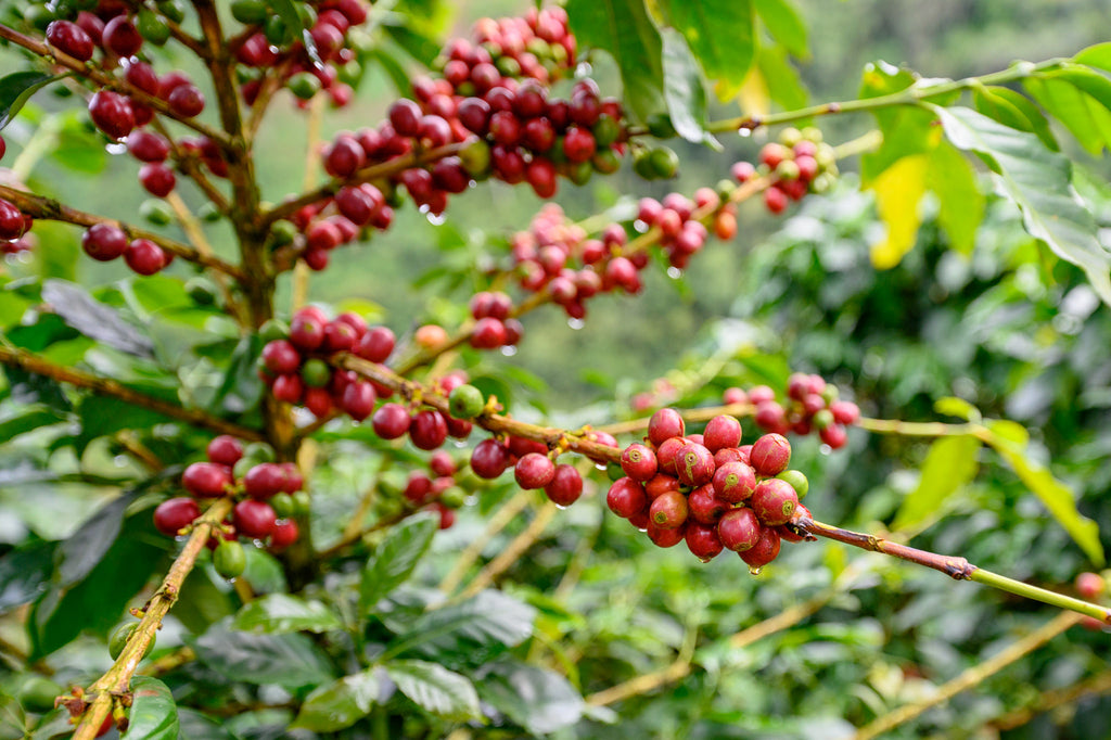 Coffee Cherries in Jardin Colombia