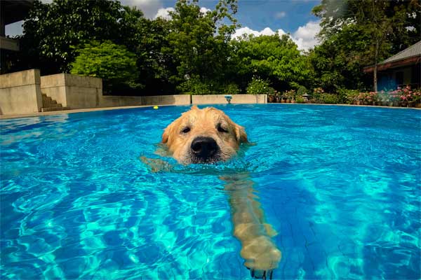 Dog Swimming