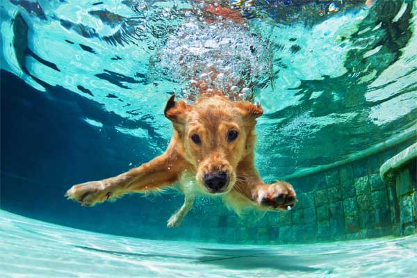 Dogs Swimming In The Pool