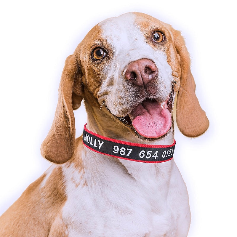 Personalized collar prevents pets from getting lost