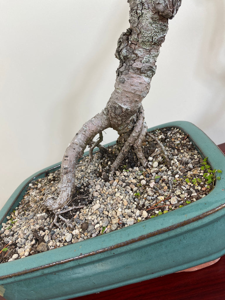 JAPANESE BLACK PINE (LITERATI) – MiniGardens Bonsai NZ