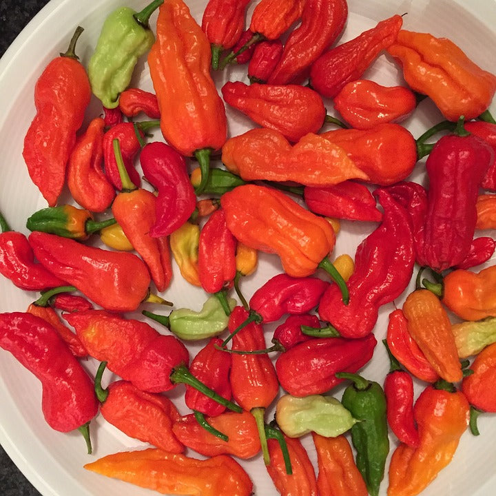  Chili Pepper  Seeds Bhut jolokia C chinense  C 