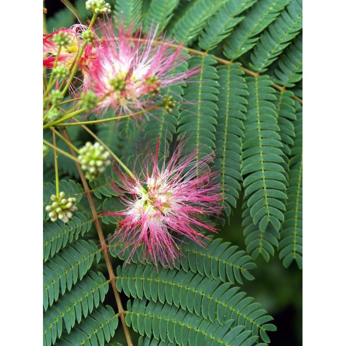 Happiness Tree Seeds Albizia Julibrissin Pink Mimosa Persian Silk T Mindfuel