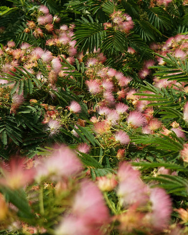 Mimosa Blossoms (Albizia julibrissin) | Herbal mood enhancer