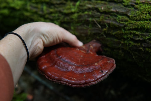 Wildcrafting Ganoderma tsugae Reishi Mushroom