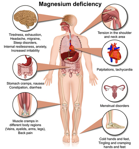 human body diagram showing magnesium deficiencies