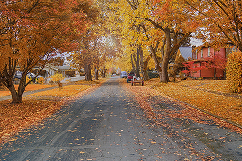 fall leaves on city street