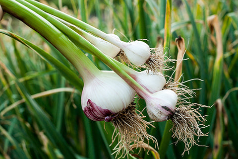 fresh field garlic