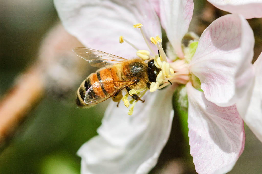 bee-cider-sustainability