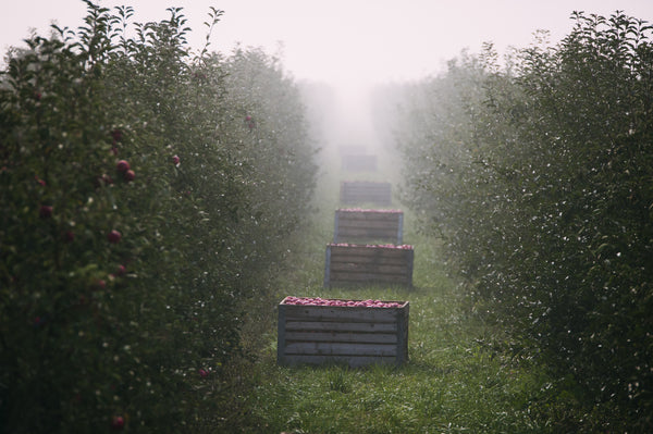 uk-cider