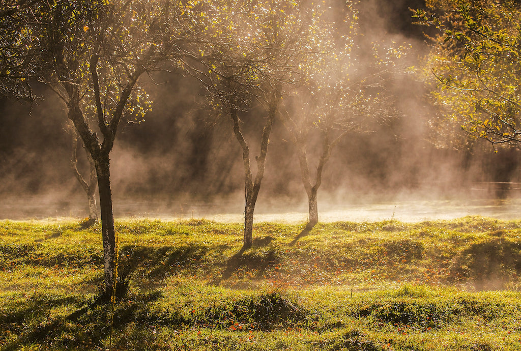 cider-most-sustainable-drinks-choice