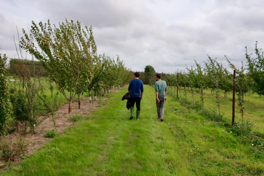 kentish-pip-cider-orchards