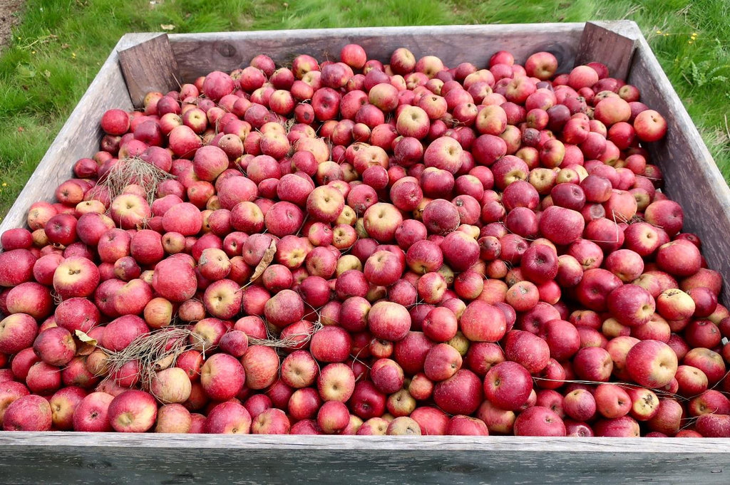 kentish-pip-apples-woolton-farm