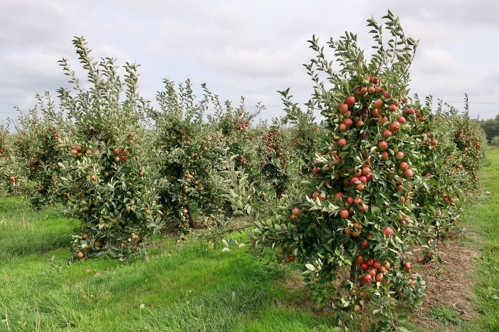 kentish-pip-apples