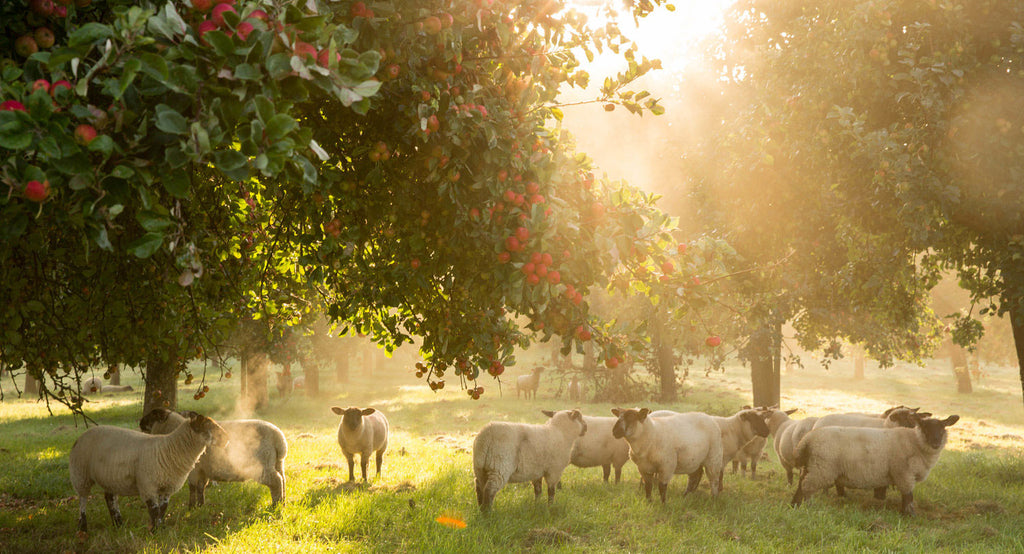 somerset-cider