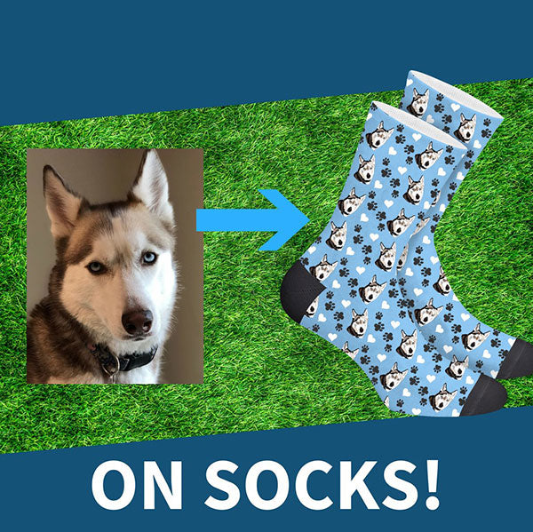 pet socks