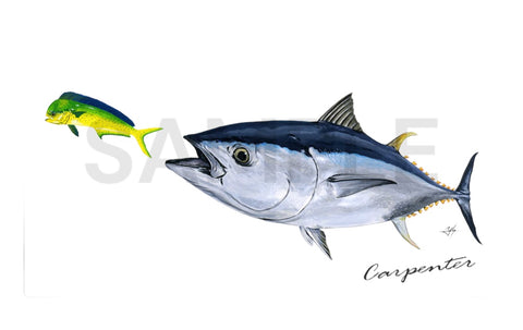 Carpenter Stickers Yellowfin Tuna chasing Pacific Saury – GT FIGHT