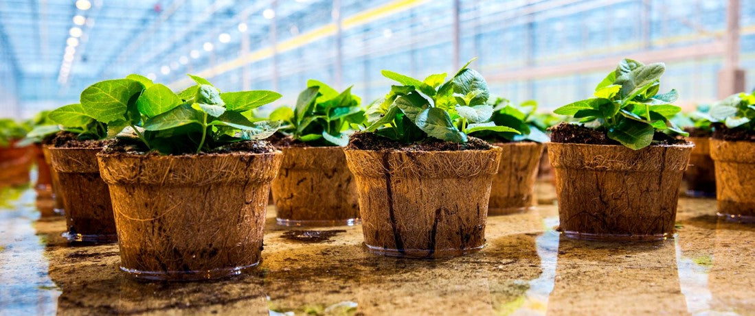 biodegradable pots for fresh oxygen