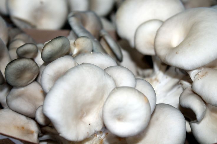 farmers market mushrooms