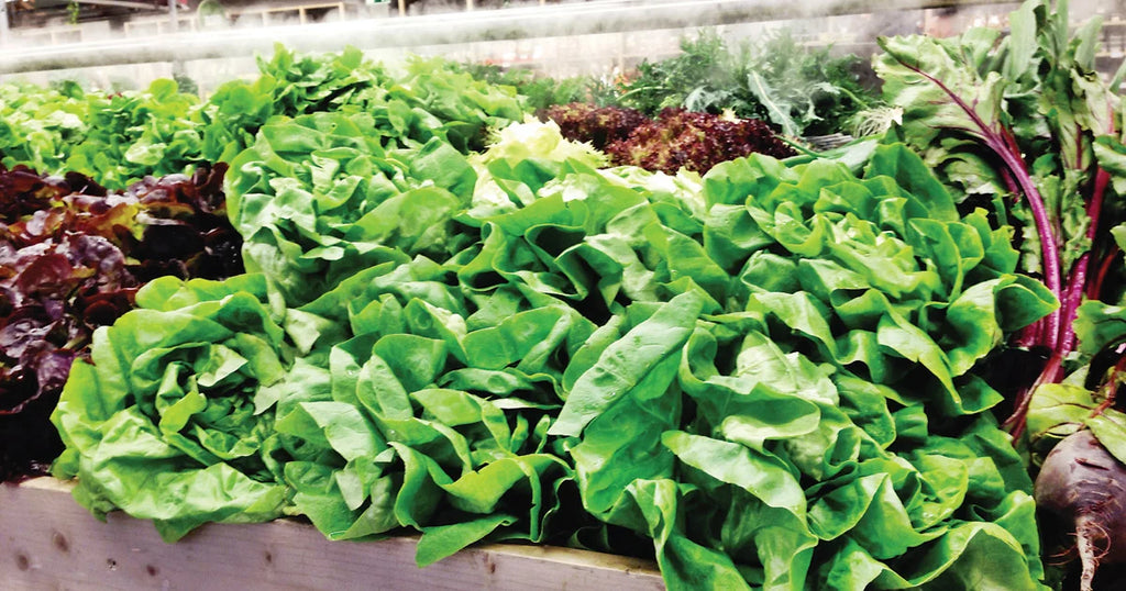 locally grown leafy vegetables farmers market