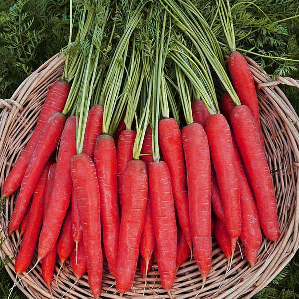 organic carrots in farmers market