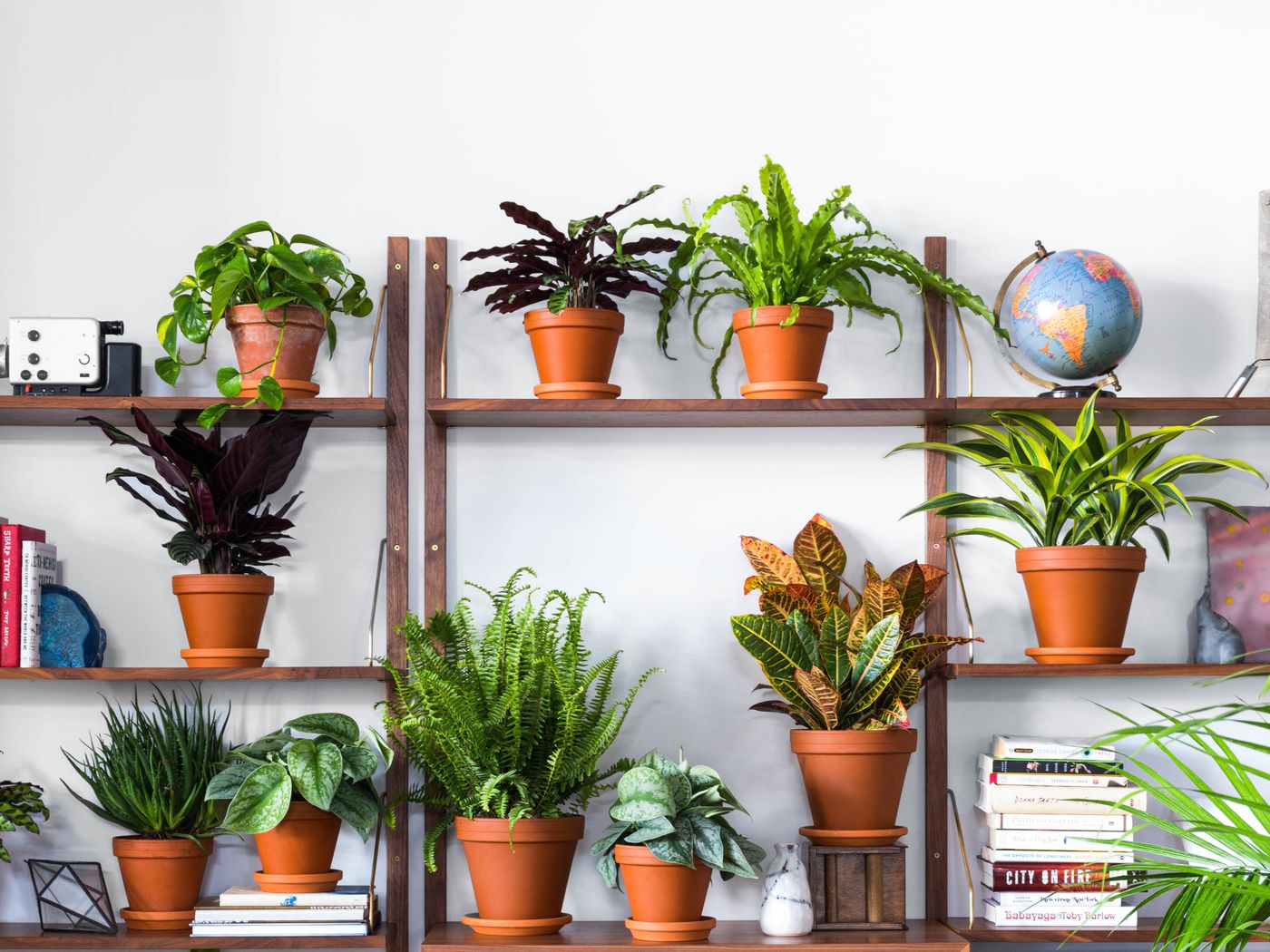 purify air with indoor plants