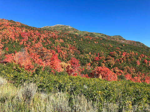 fall leaves heber valley wasatch back utah