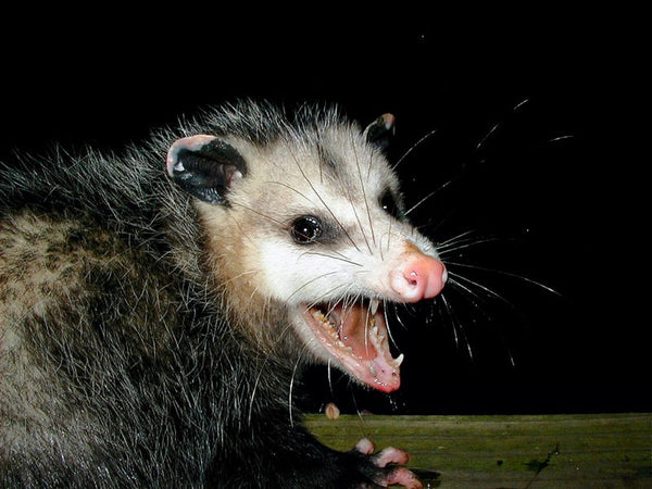 USA Opossum