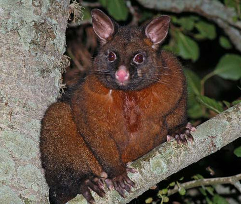 Dark brown NZ possum fur