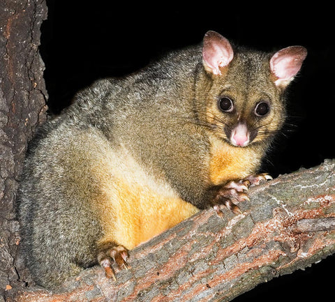 Natural warm grey NZ possums