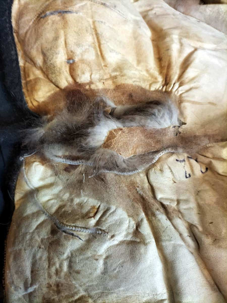 Possum fur pelt with animal urine