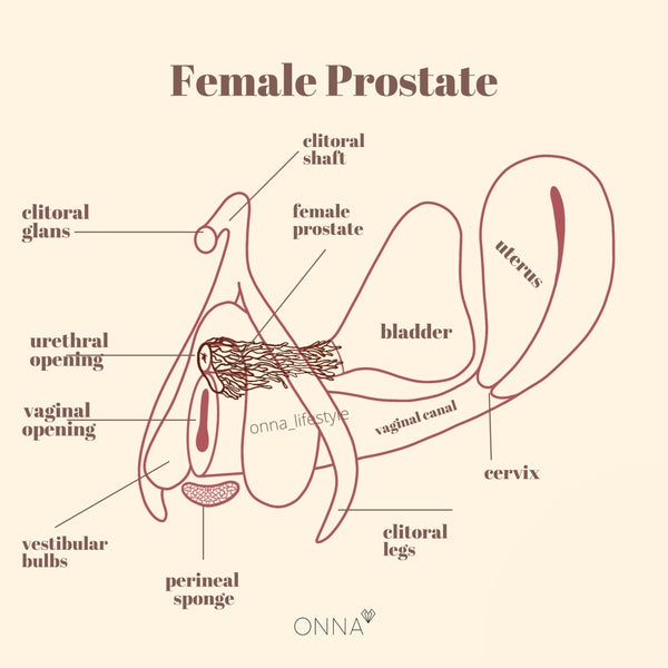 female prostate squirting